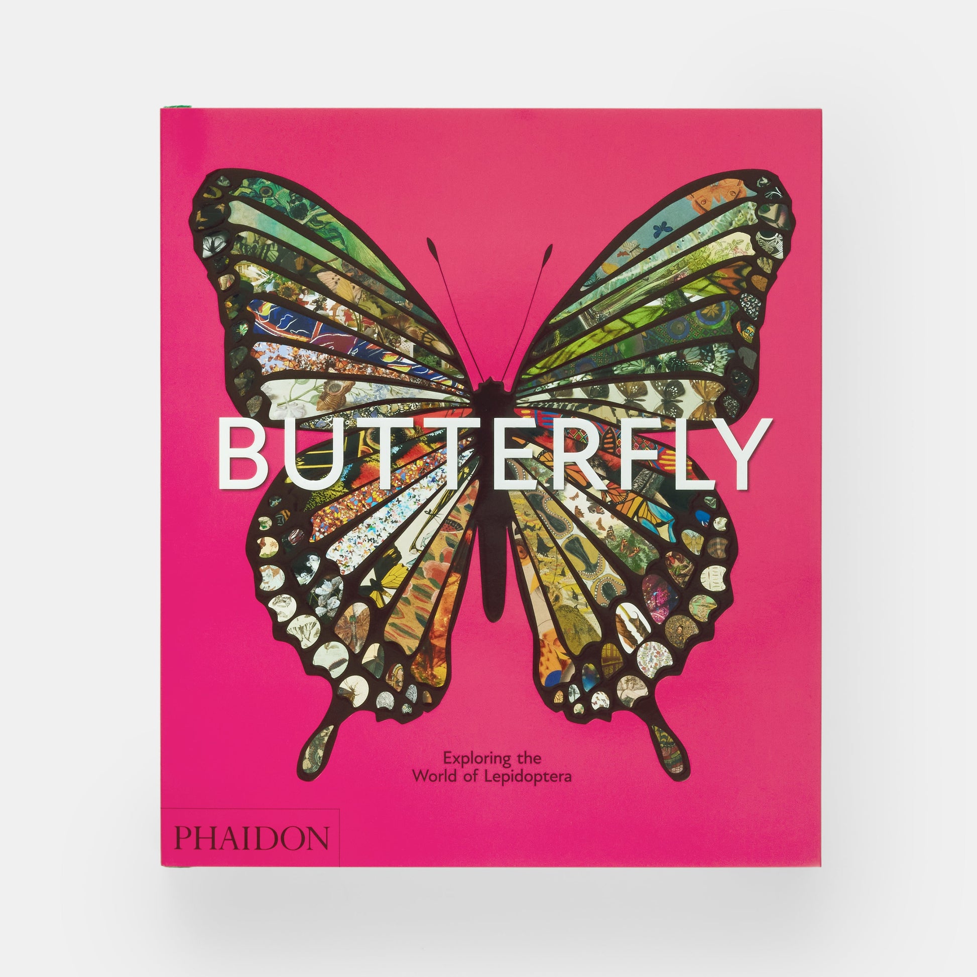 Mariposa: Explorando el mundo de los lepidópteros