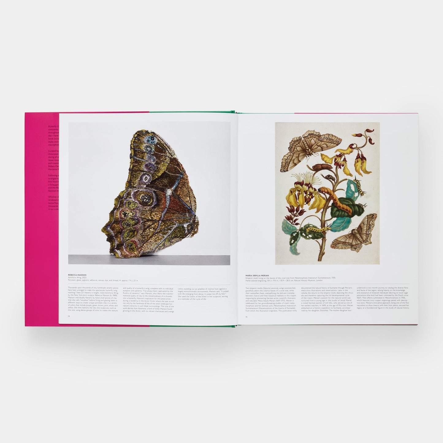 Mariposa: Explorando el mundo de los lepidópteros