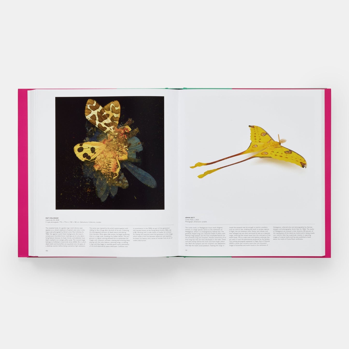 Mariposa: Explorando el mundo de los lepidópteros