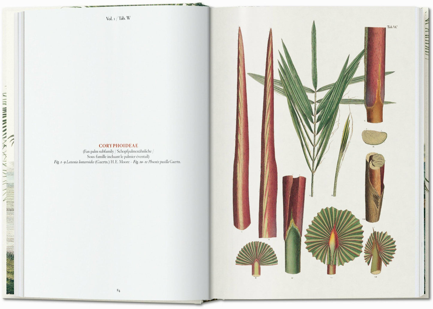Martius. El libro de las palmeras. 45.ª ed.