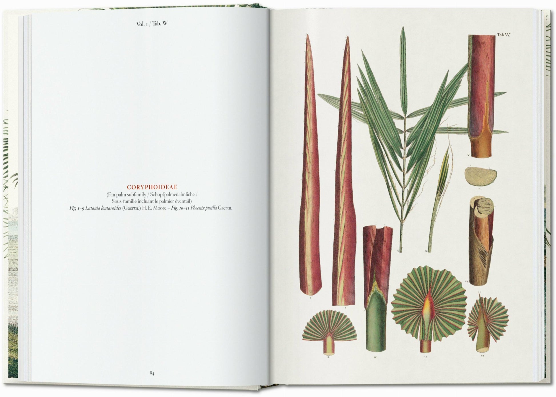 Martius. El libro de las palmeras. 45.ª ed.
