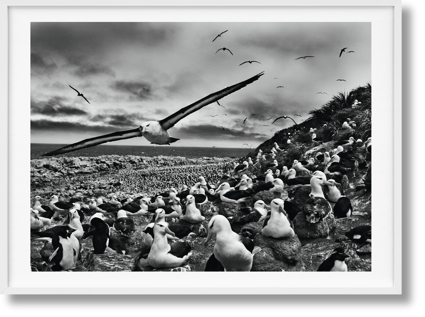 Sebastião Salgado. Génesis. Edición de Arte n.º 201–300 "Albatros Cejinegros, Islas Malvinas"