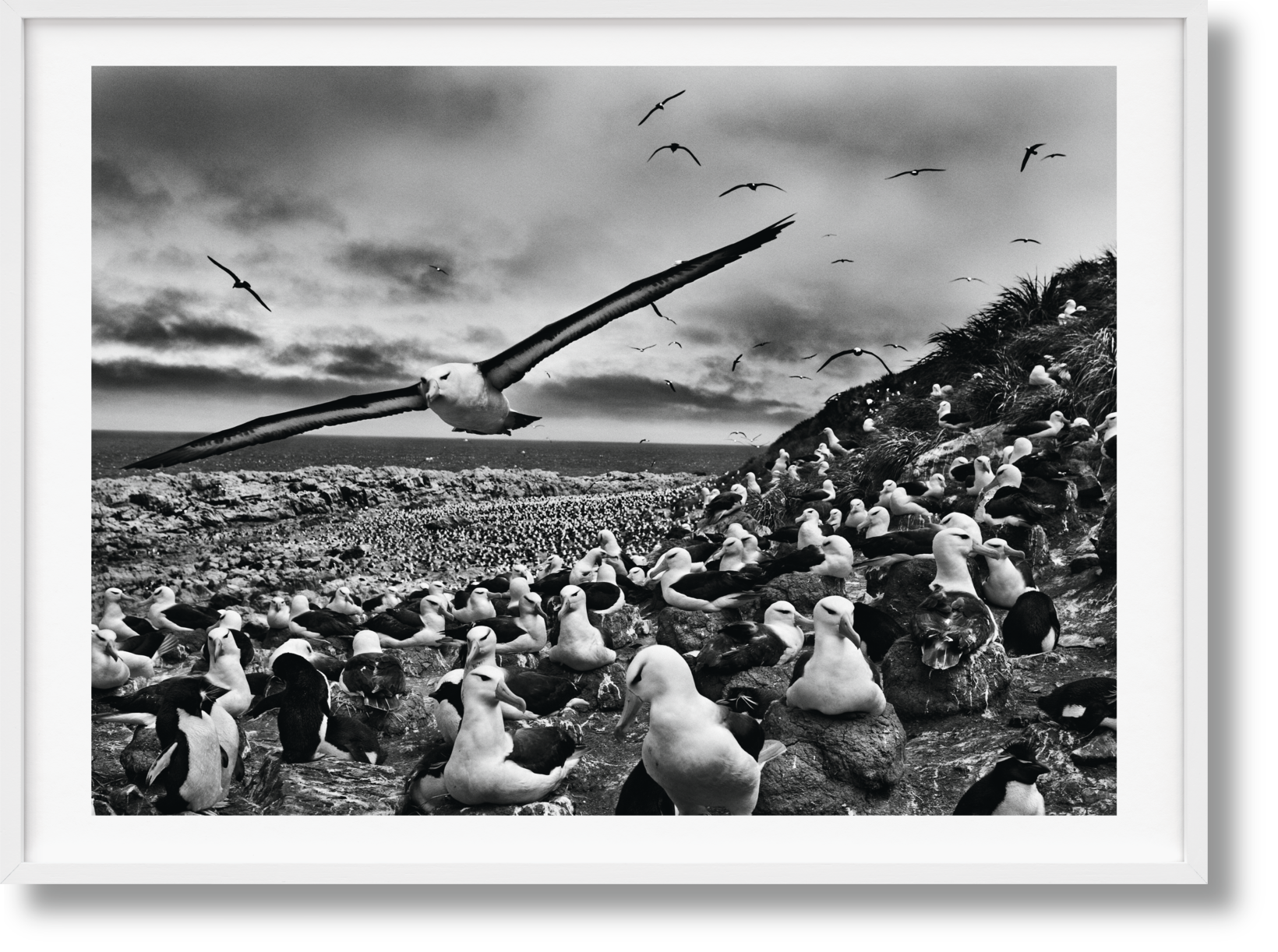 Sebastião Salgado. Génesis. Edición de Arte n.º 201–300 "Albatros Cejinegros, Islas Malvinas"