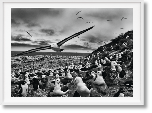 Sebastião Salgado. Génesis. Edición de Arte n.º 201–300 "Albatros Cejinegros, Islas Malvinas"