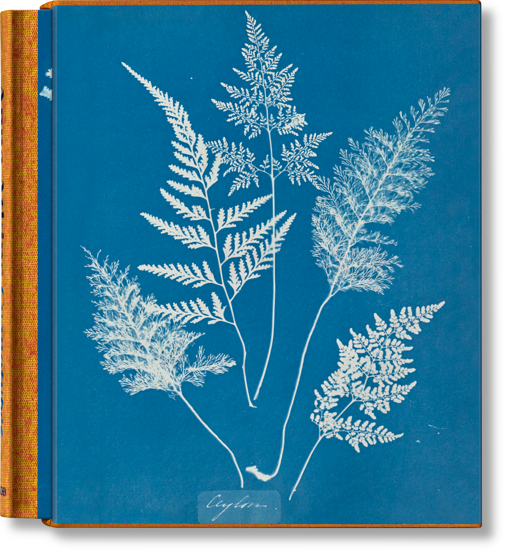 Anna Atkins. Cianotipos