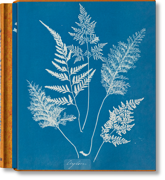 Anna Atkins. Cianotipos