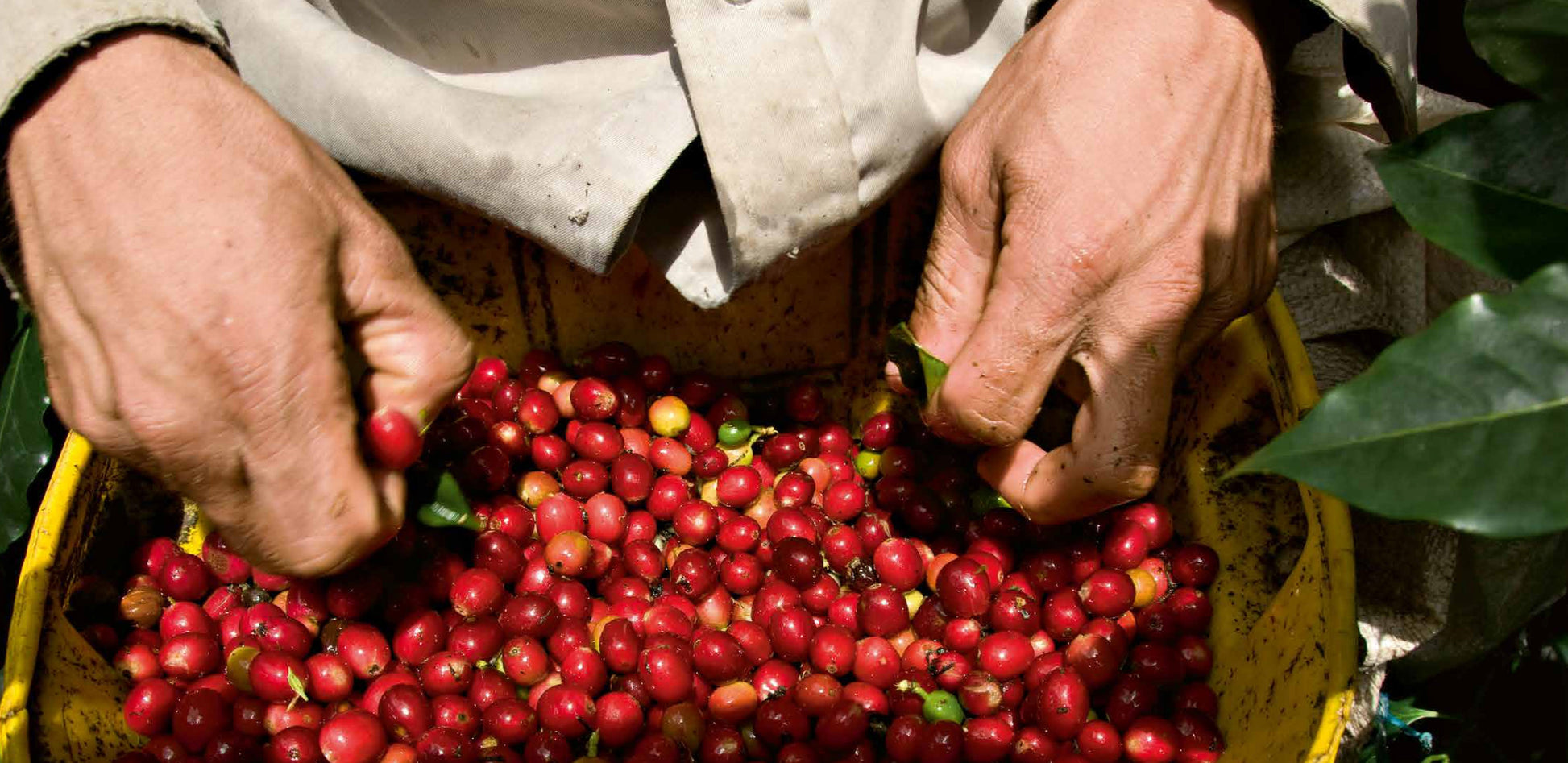 Cafés de Colombia-Weaving The Planet & Villegas Editores-Libros