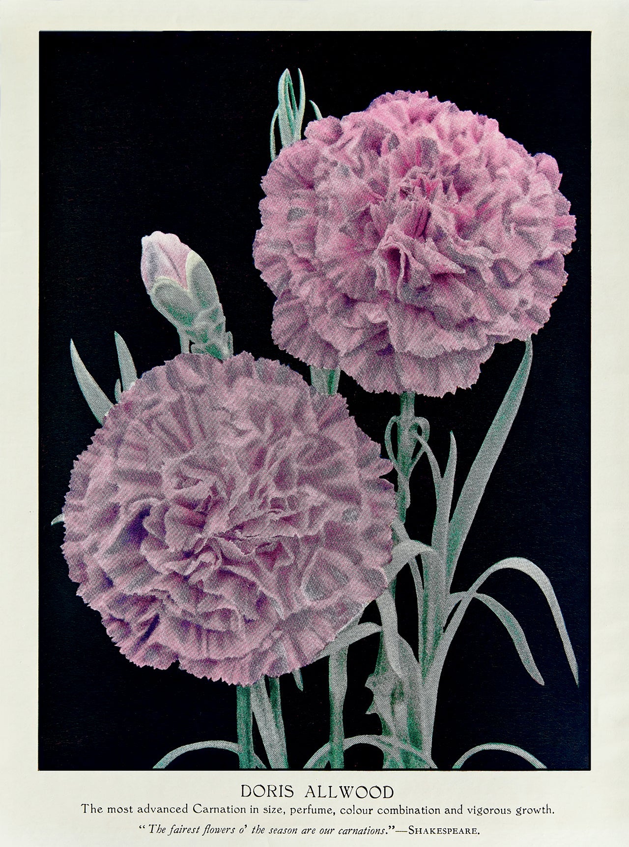 The Carnation Story-Weaving The Planet & Villegas Editores-Libros