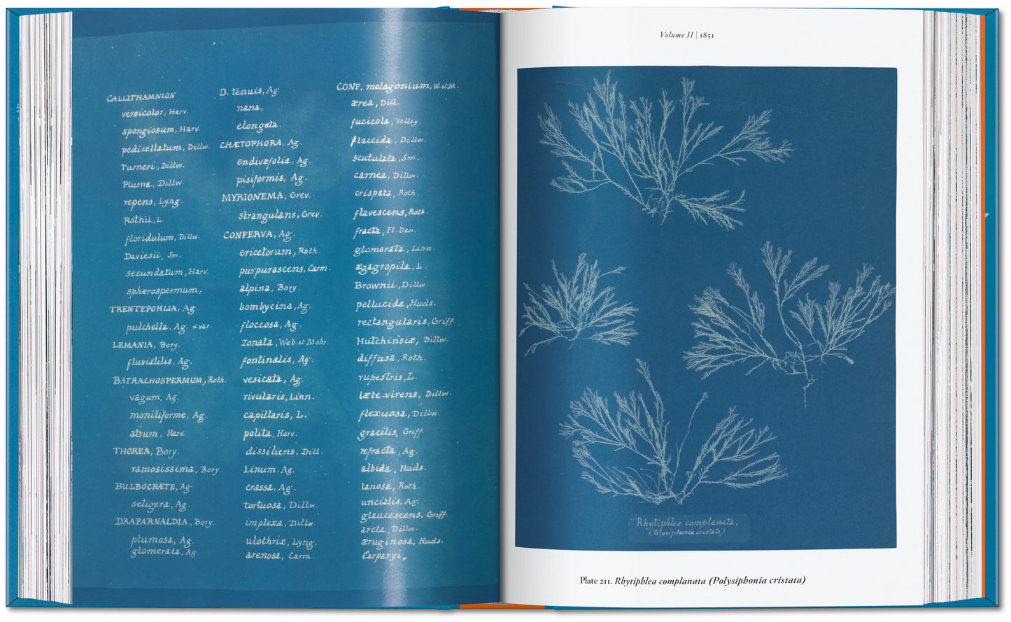 ANNA ATKINS. CYANOTYPES. 45TH ED.