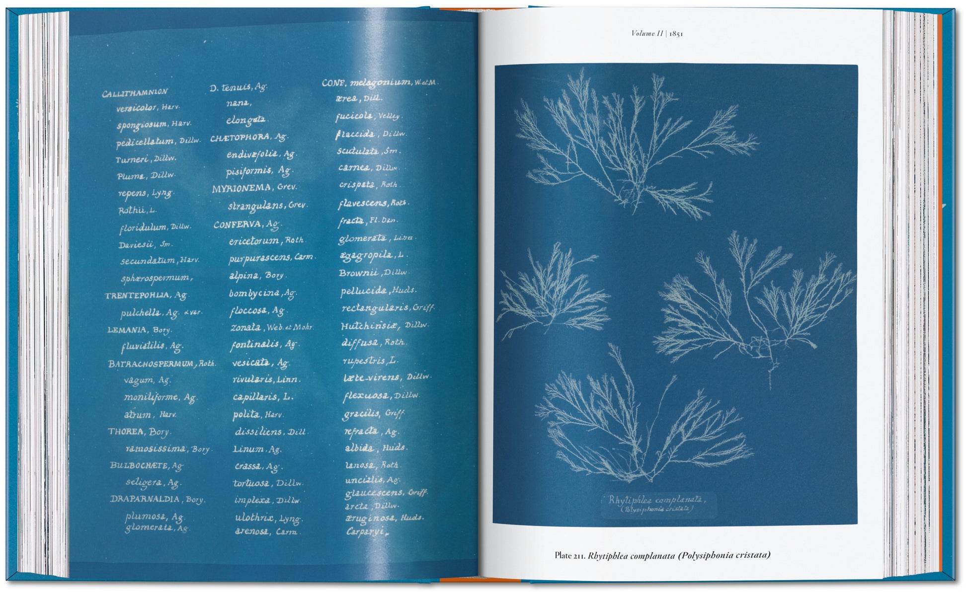 ANNA ATKINS. CYANOTYPES. 45TH ED.