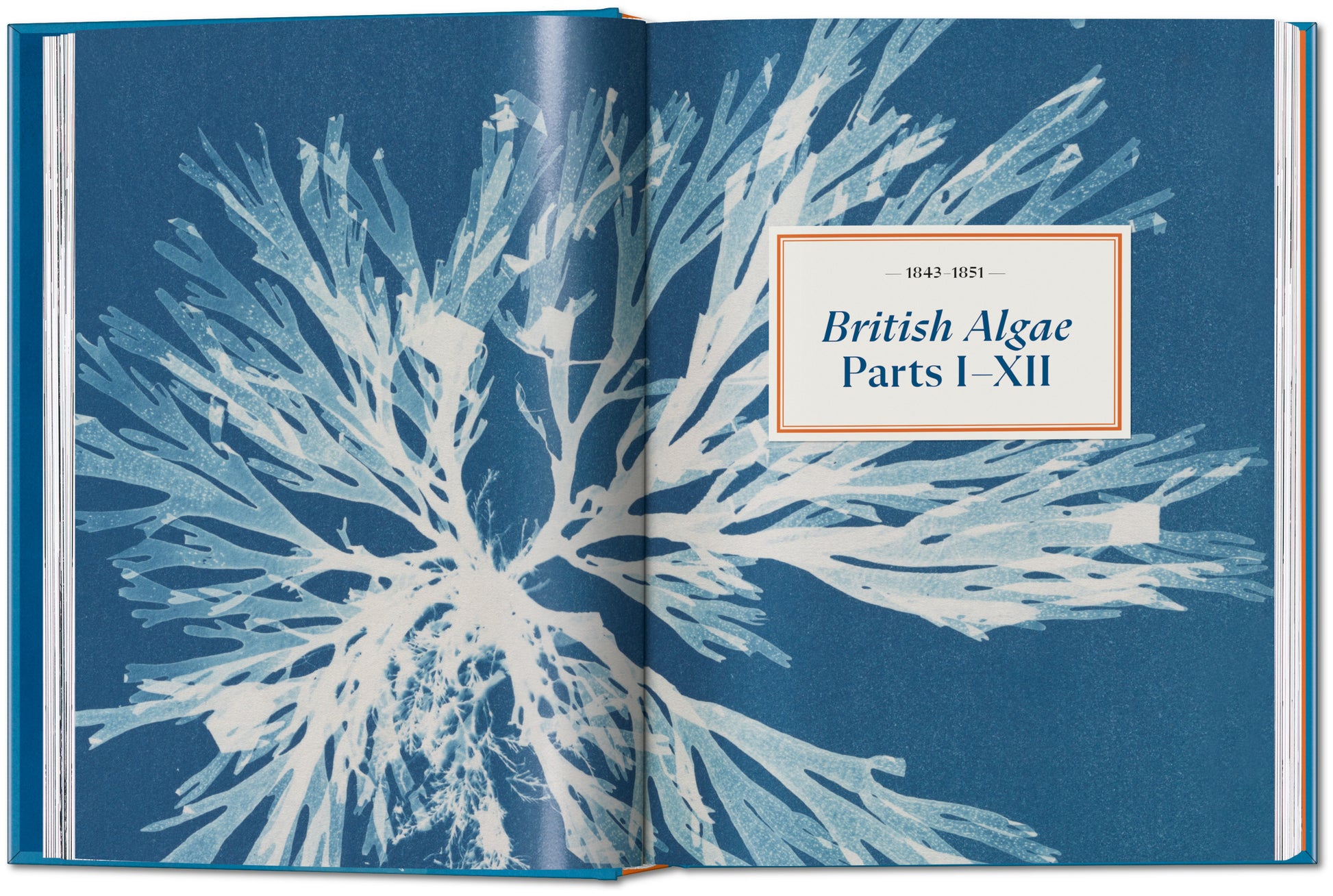 ANNA ATKINS. CYANOTYPES. 45TH ED.