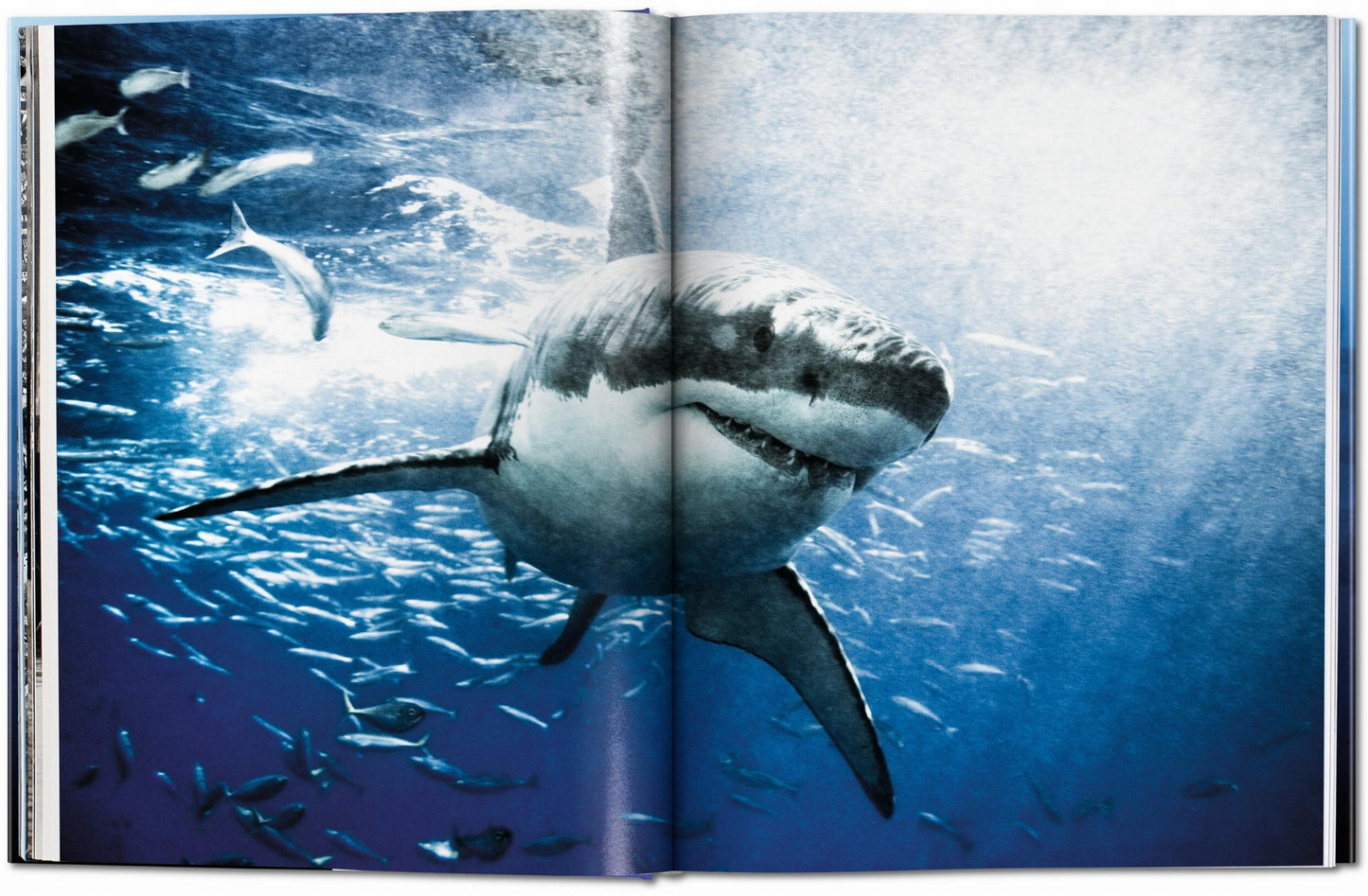 Michael Muller. Tiburones