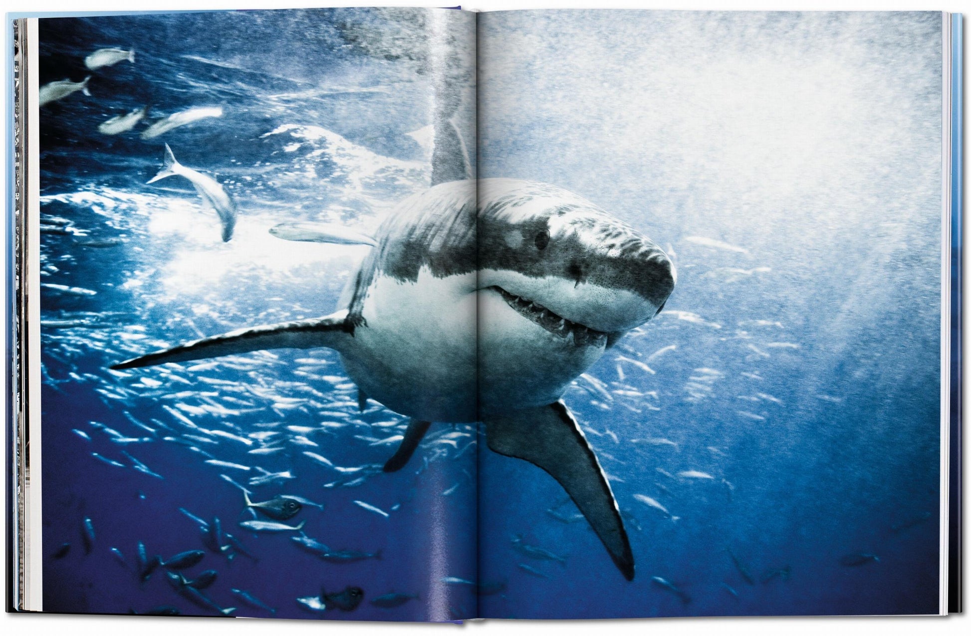Michael Muller. Tiburones