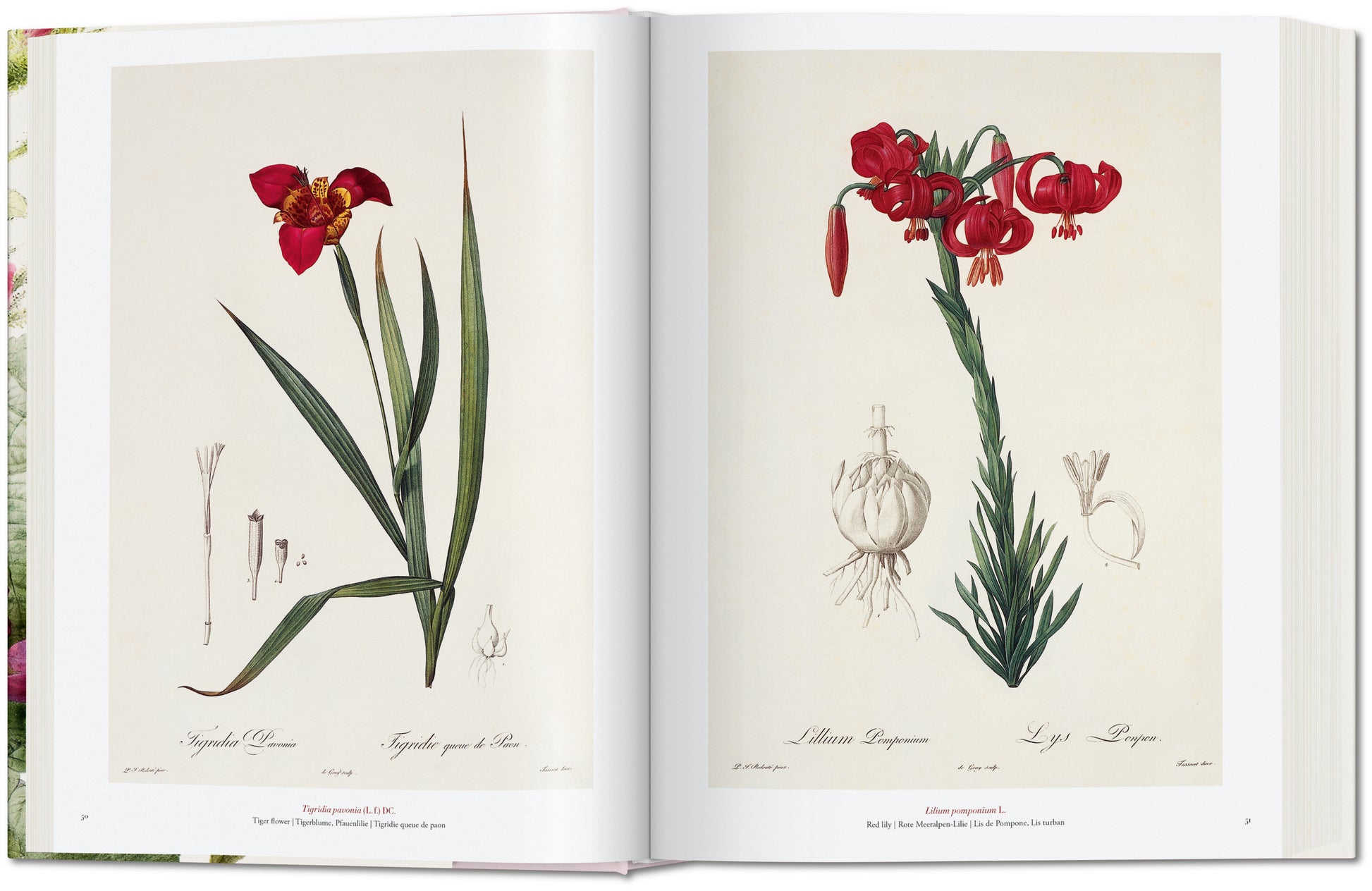 Redouté. El libro de las flores