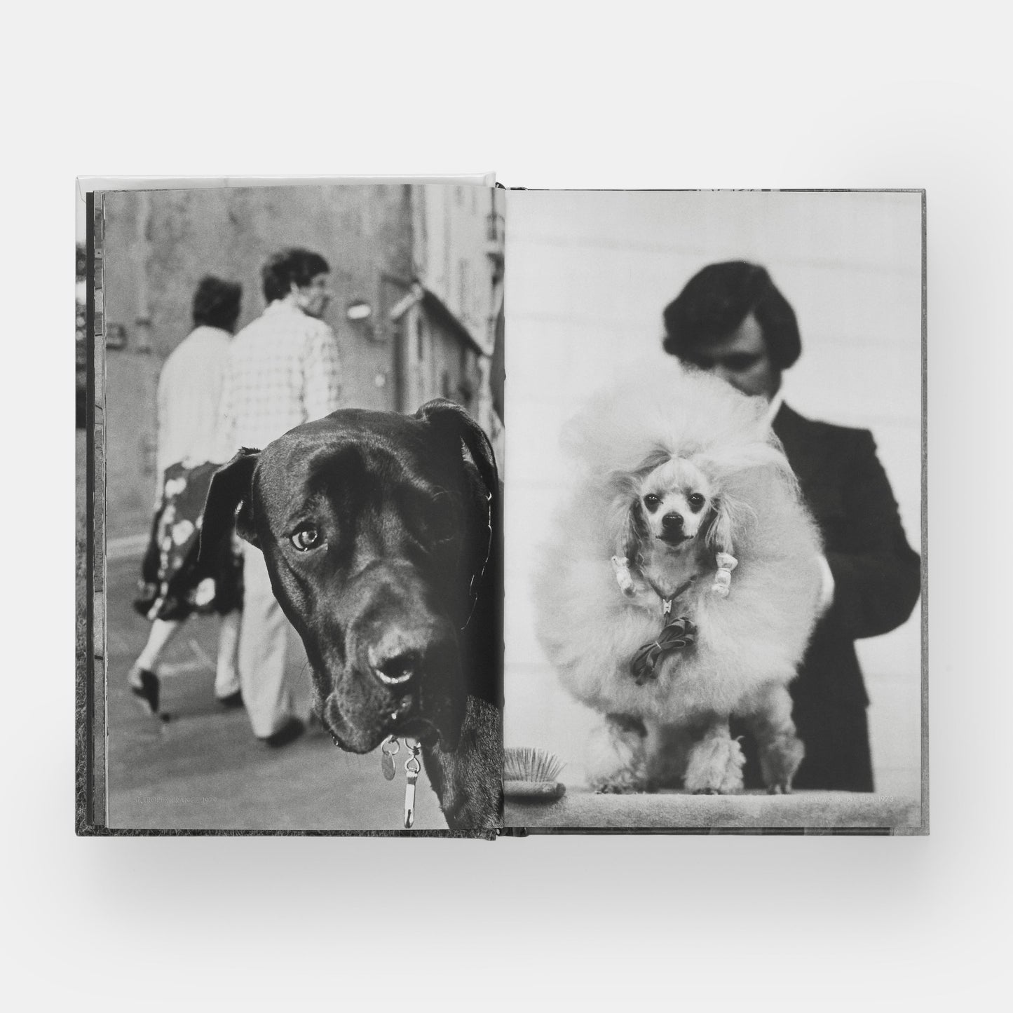 PerroPerros