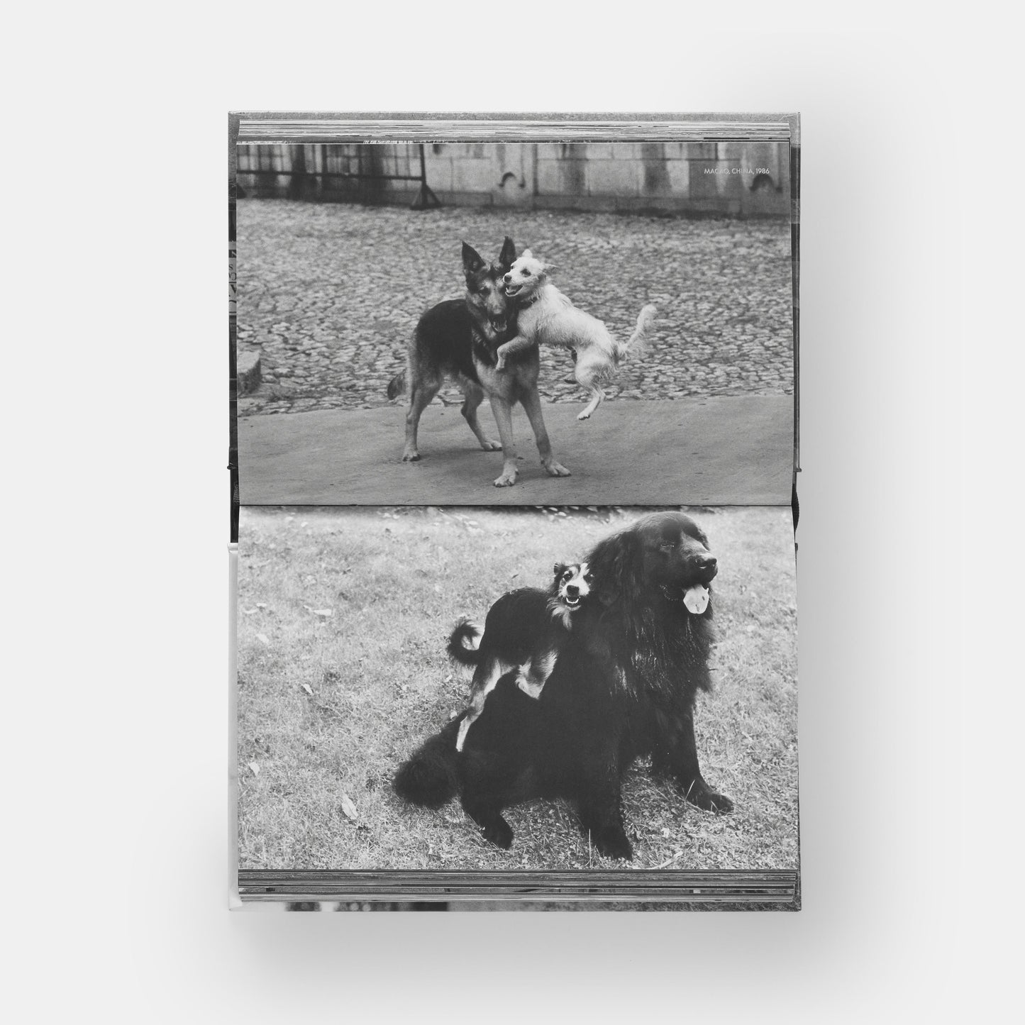 PerroPerros