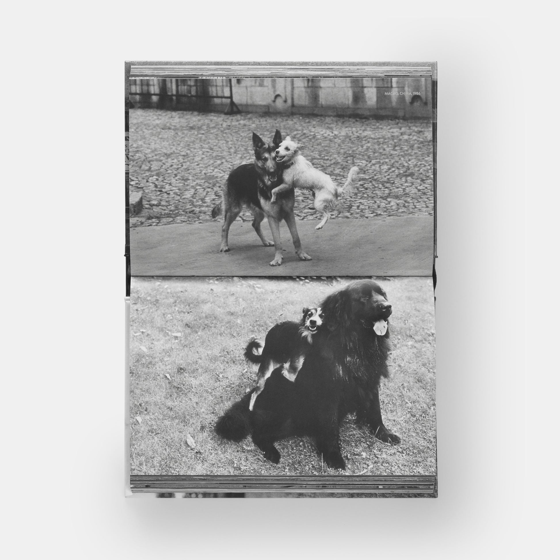 PerroPerros
