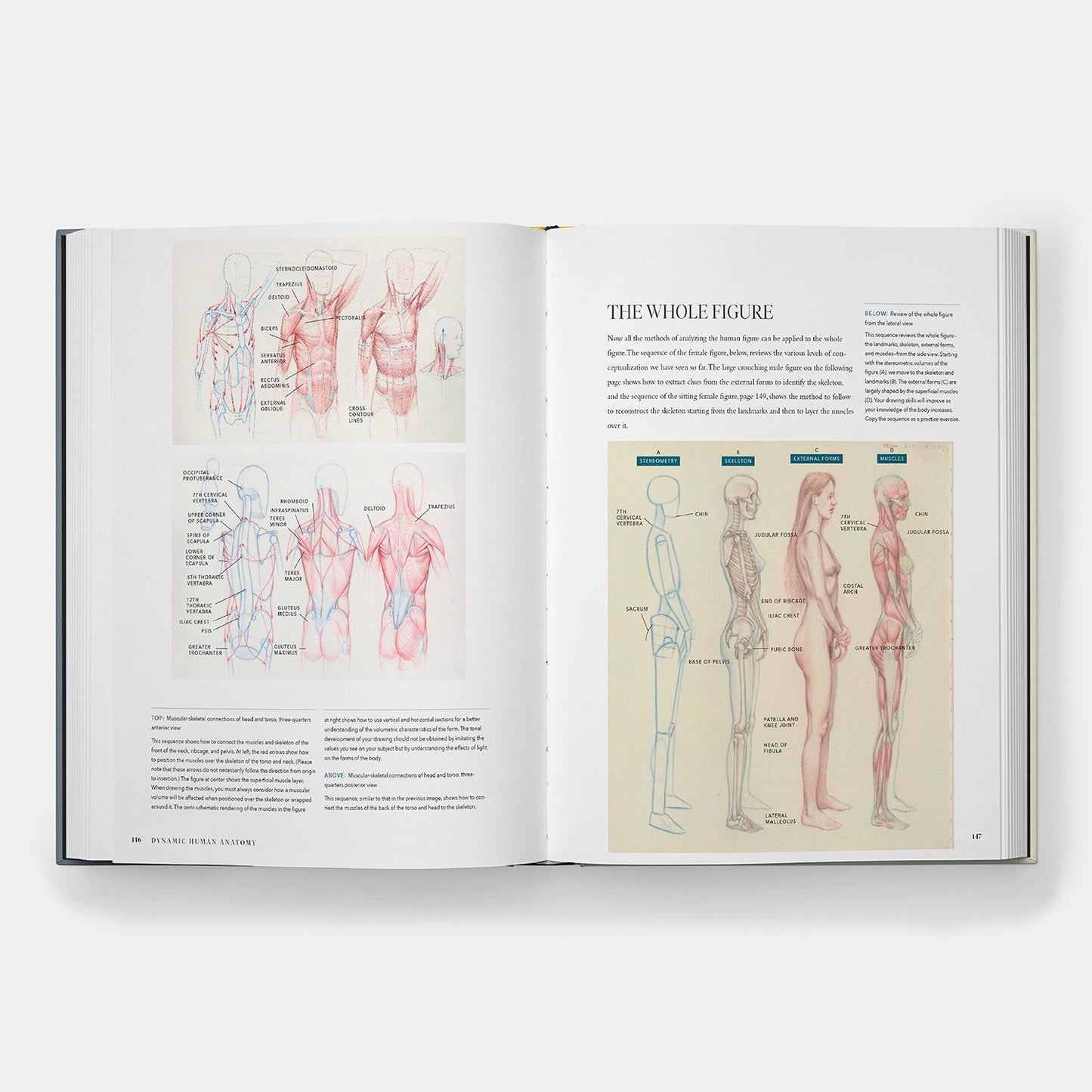 Anatomía humana dinámica: Guía artística de la estructura, el gesto y la figura en movimiento