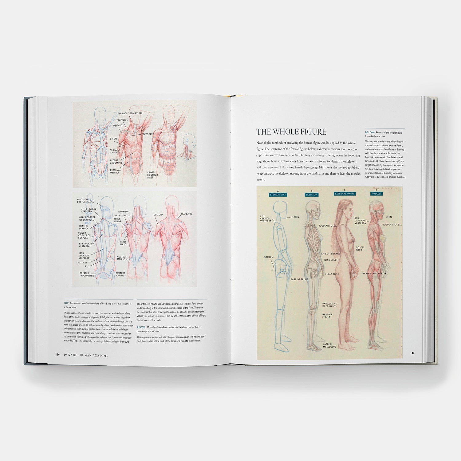 Anatomía humana dinámica: Guía artística de la estructura, el gesto y la figura en movimiento