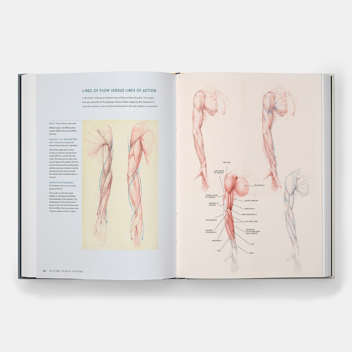 Anatomía humana dinámica: Guía artística de la estructura, el gesto y la figura en movimiento
