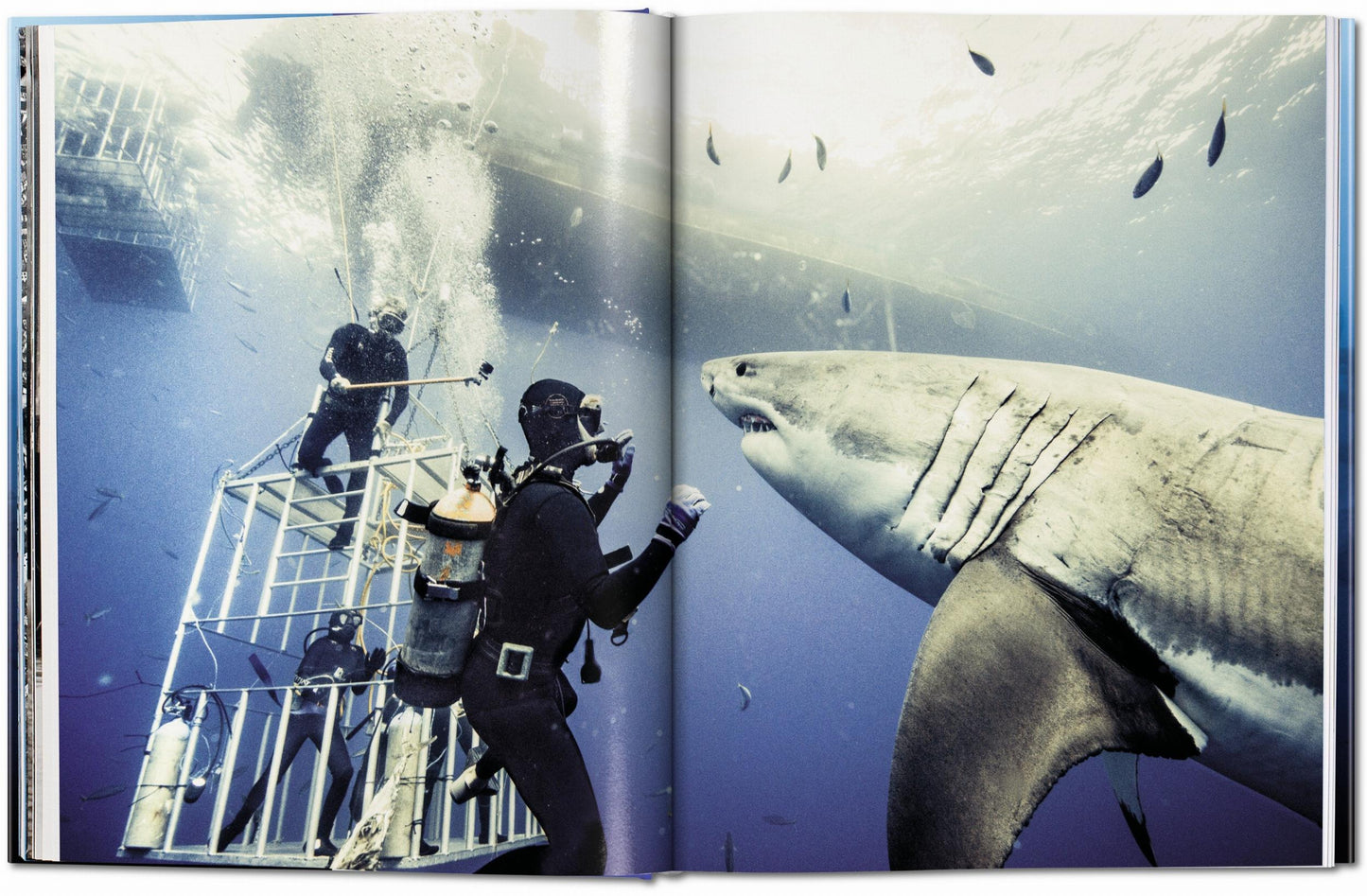 Michael Muller. Tiburones