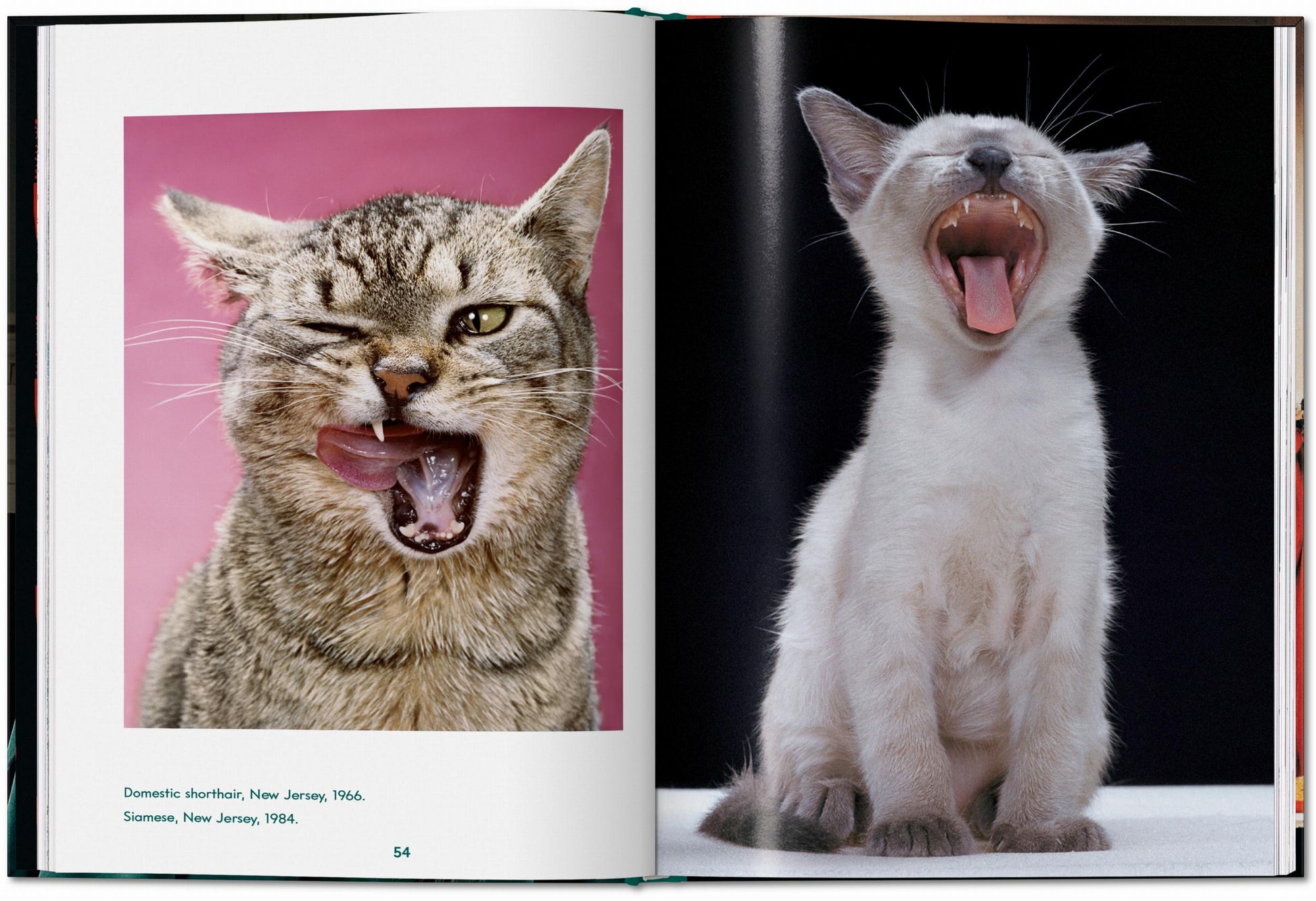 Walter Chandoha. Cats. Photographs 1942–2018