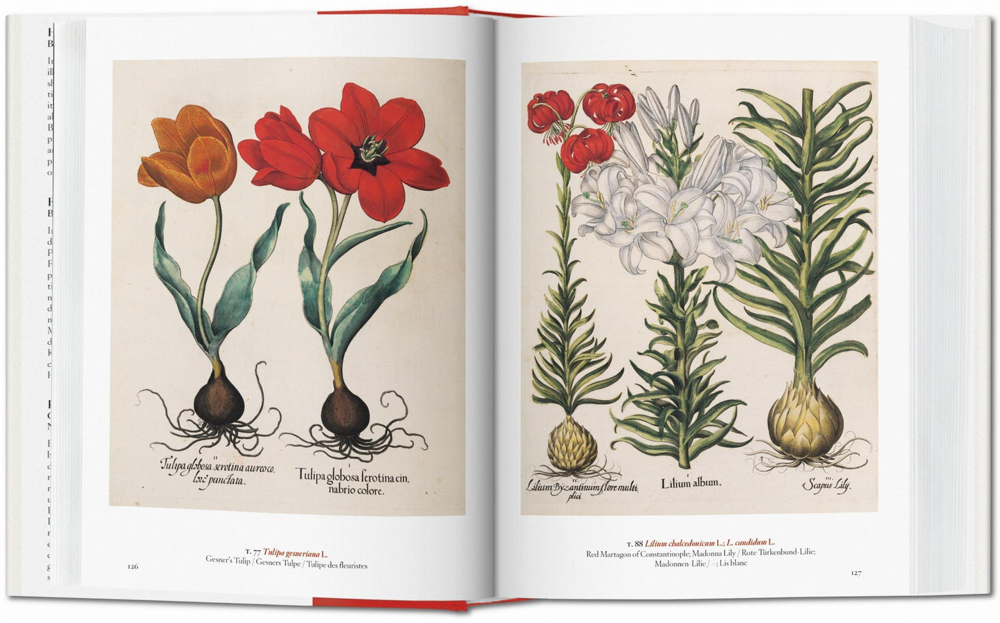 Un jardín del Edén. Obras maestras de la ilustración botánica. 45ª ed.