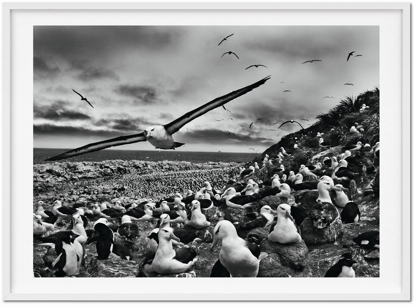 Sebastião Salgado. Génesis. Edición de Arte n.º 201–300 "Albatros Cejinegros, Islas Malvinas"