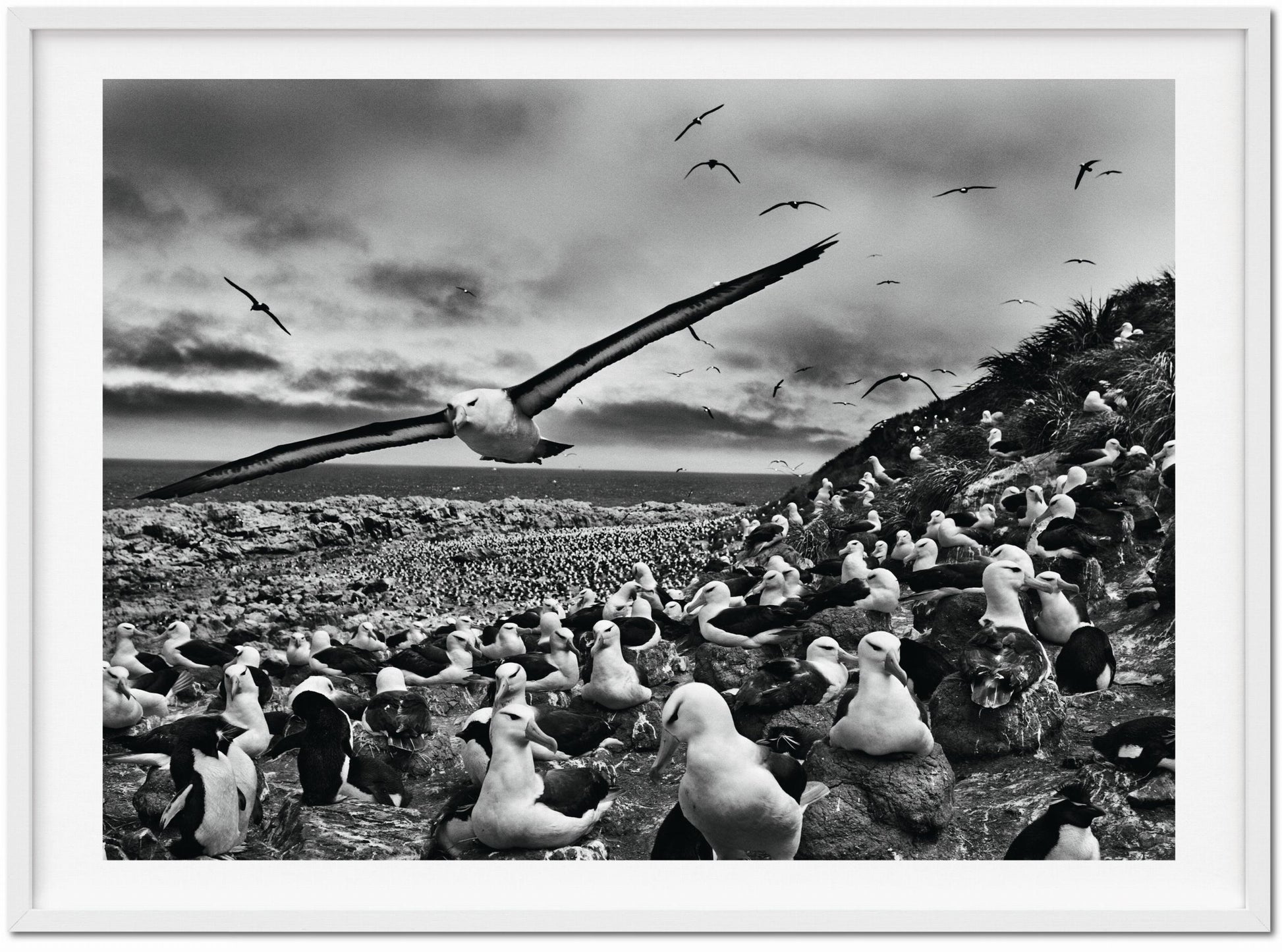 Sebastião Salgado. Génesis. Edición de Arte n.º 201–300 "Albatros Cejinegros, Islas Malvinas"