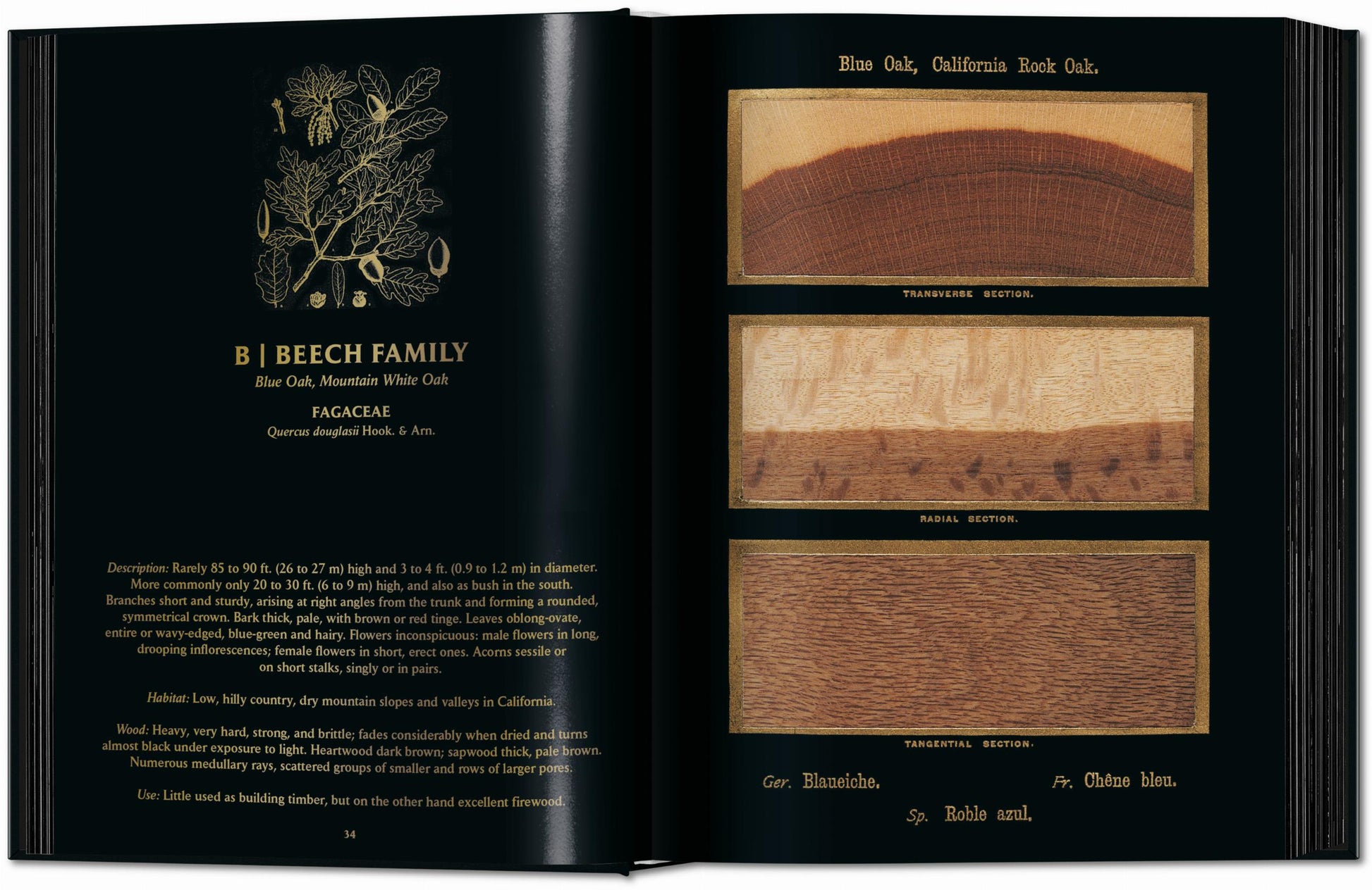 Romeyn B. Hough. El libro de la madera. Láminas completas