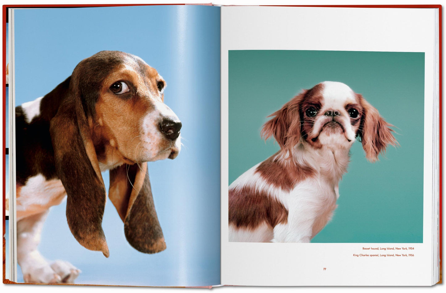 Walter Chandoha. Perros. Fotografías 1941–1991