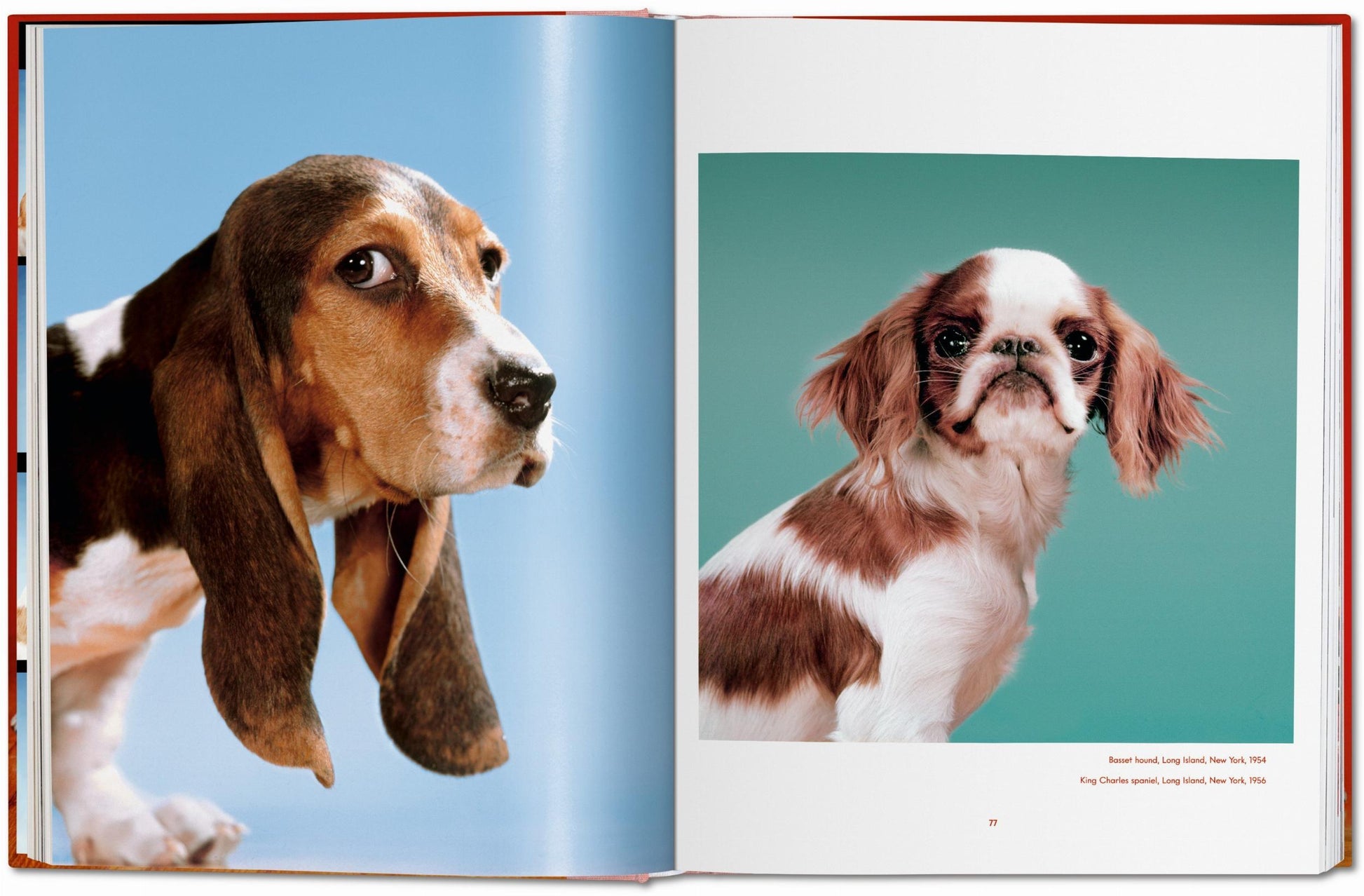 Walter Chandoha. Perros. Fotografías 1941–1991
