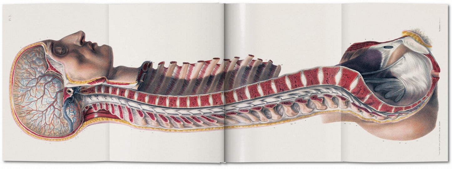 Bourgery. Atlas de Anatomía Humana y Cirugía