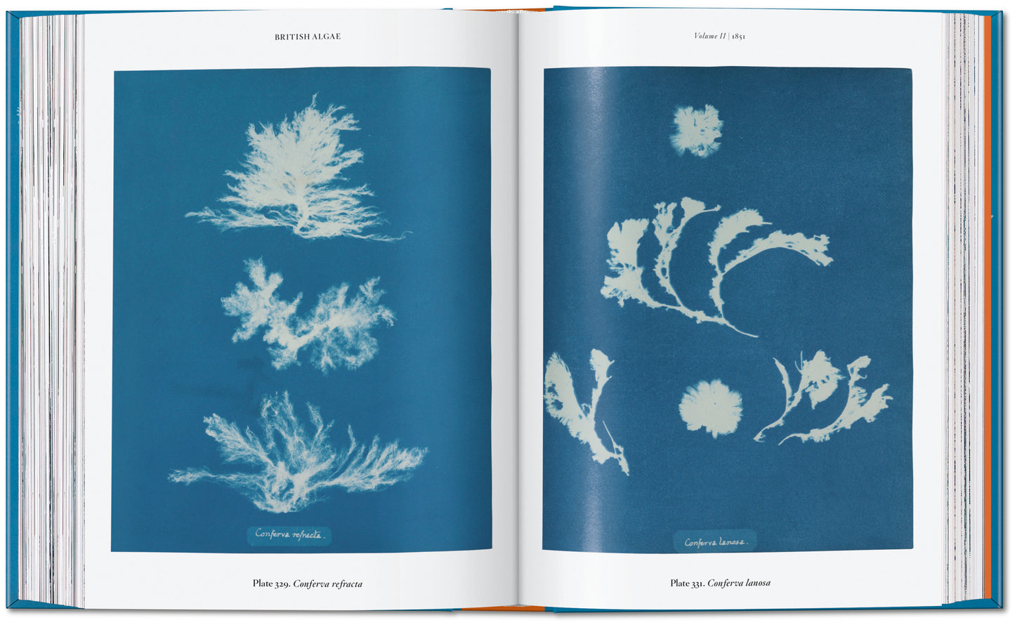 ANNA ATKINS. CYANOTYPES. 45TH ED.