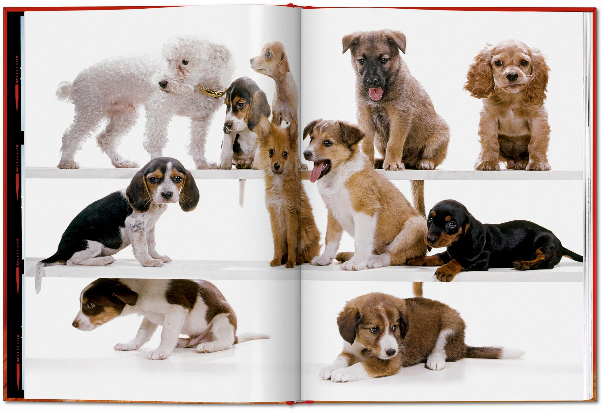 Walter Chandoha. Perros. Fotografías 1941–1991