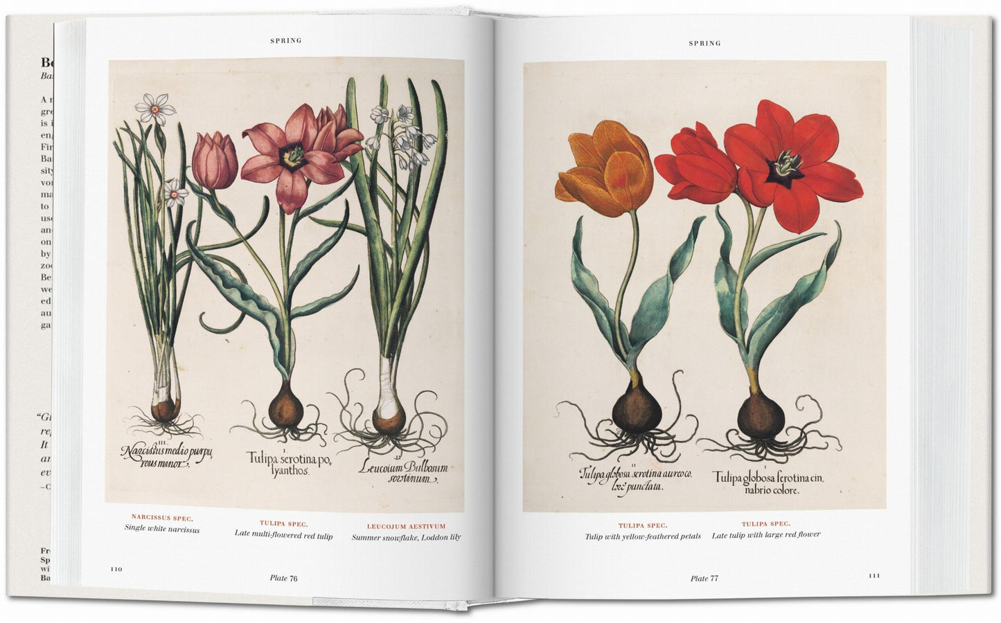 Basilius Besler. Florilegio. El libro de las plantas
