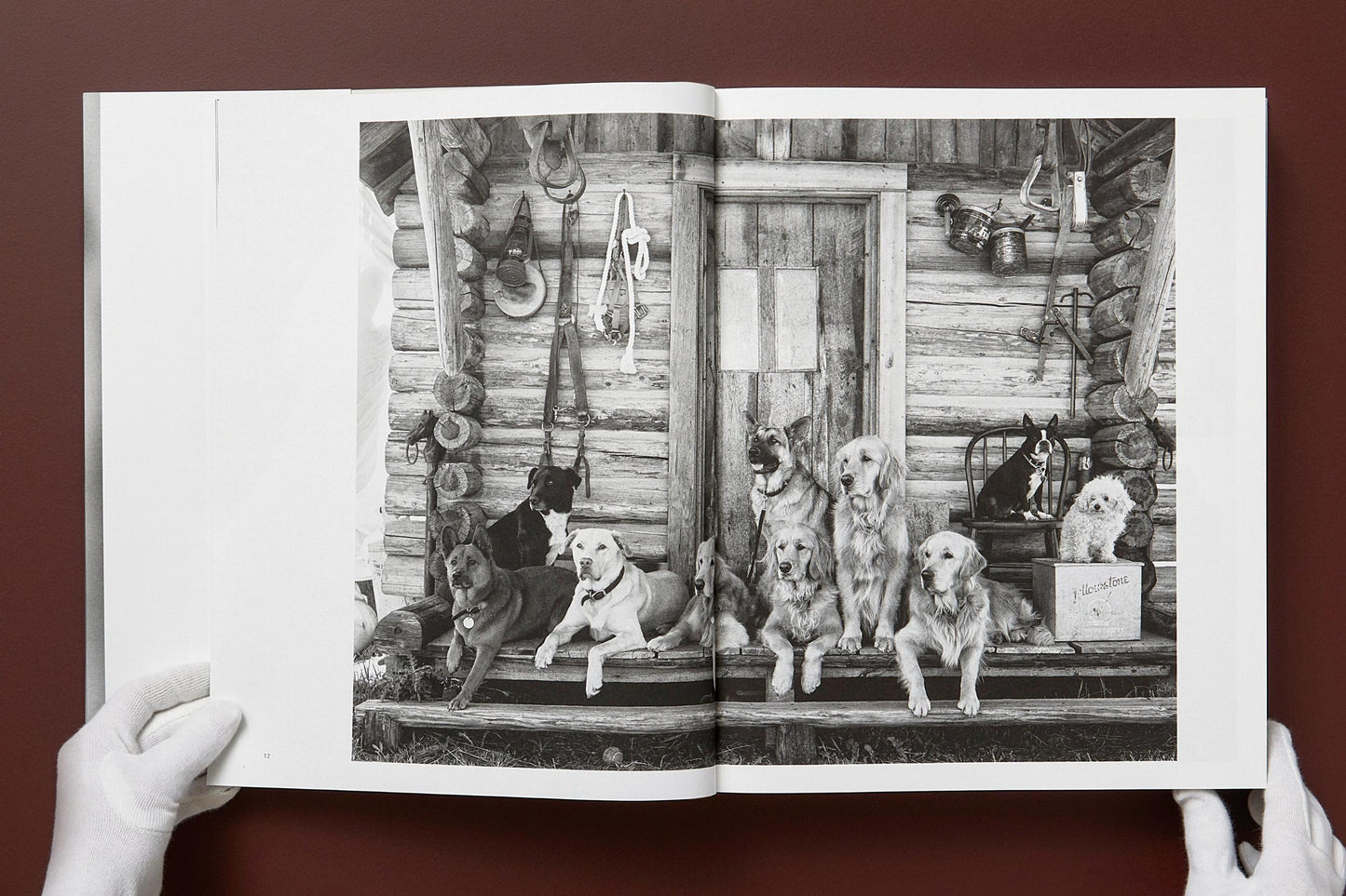 BRUCE WEBER. THE GOLDEN RETRIEVER PHOTOGRAPHIC SOCIETY