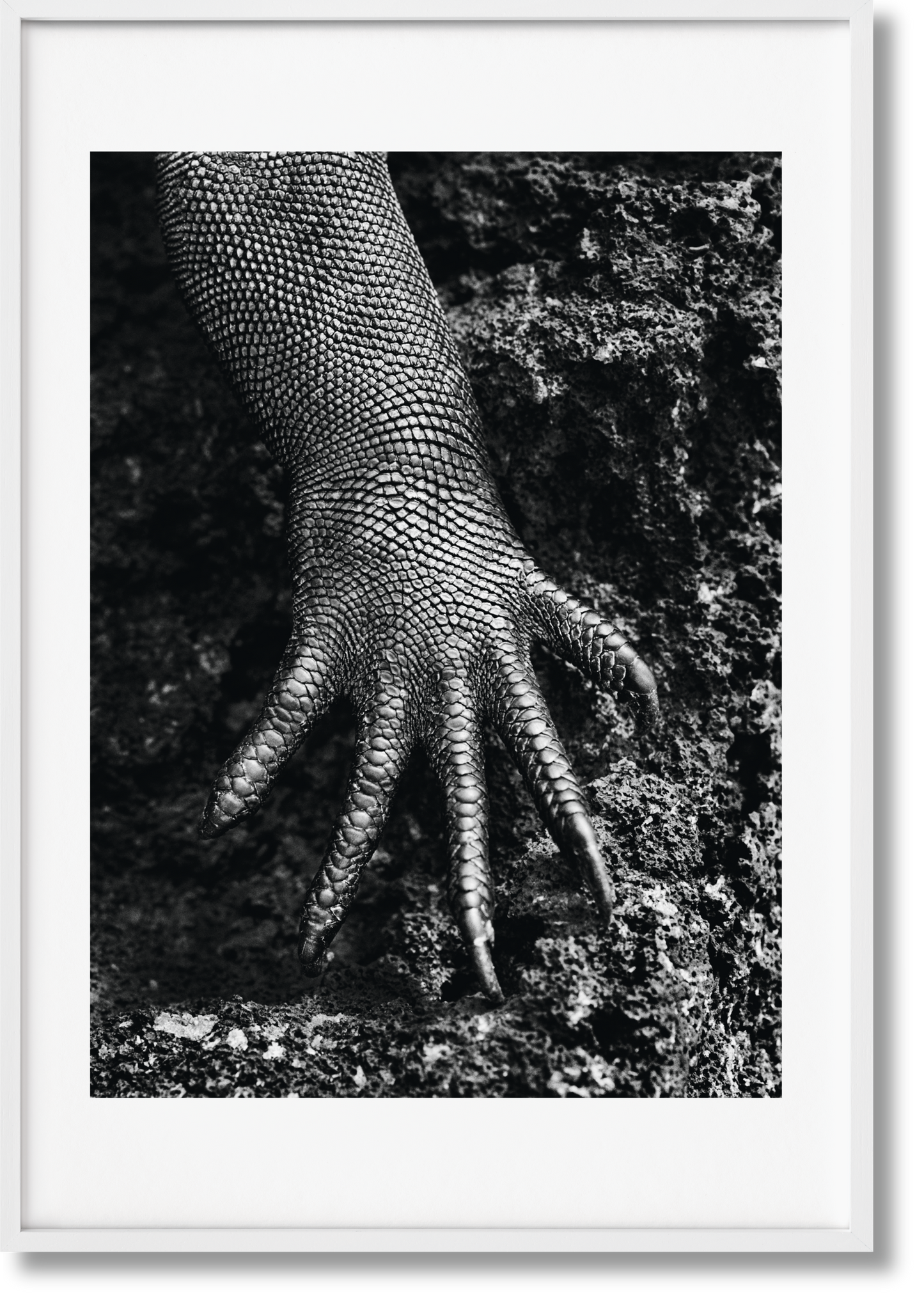Sebastião Salgado. Génesis. Edición de Arte n.º 301–400 «Iguana Marina, Galápagos, Ecuador»