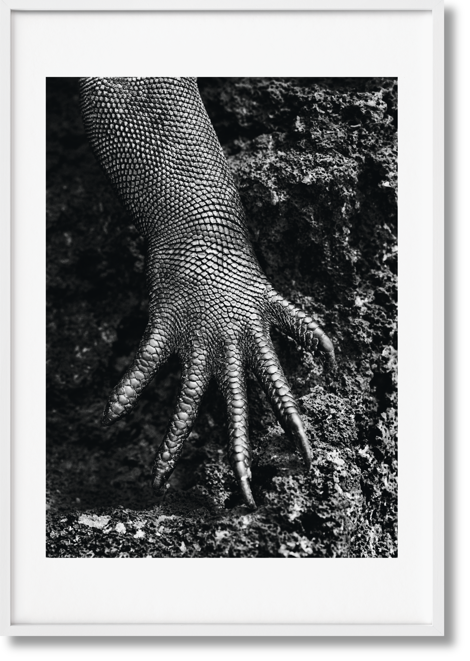 Sebastião Salgado. Génesis. Edición de Arte n.º 301–400 «Iguana Marina, Galápagos, Ecuador»