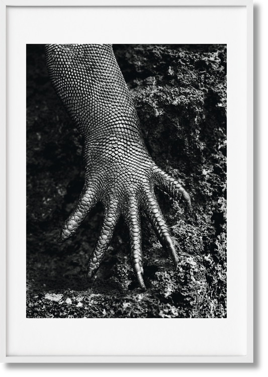 Sebastião Salgado. Génesis. Edición de Arte n.º 301–400 «Iguana Marina, Galápagos, Ecuador»
