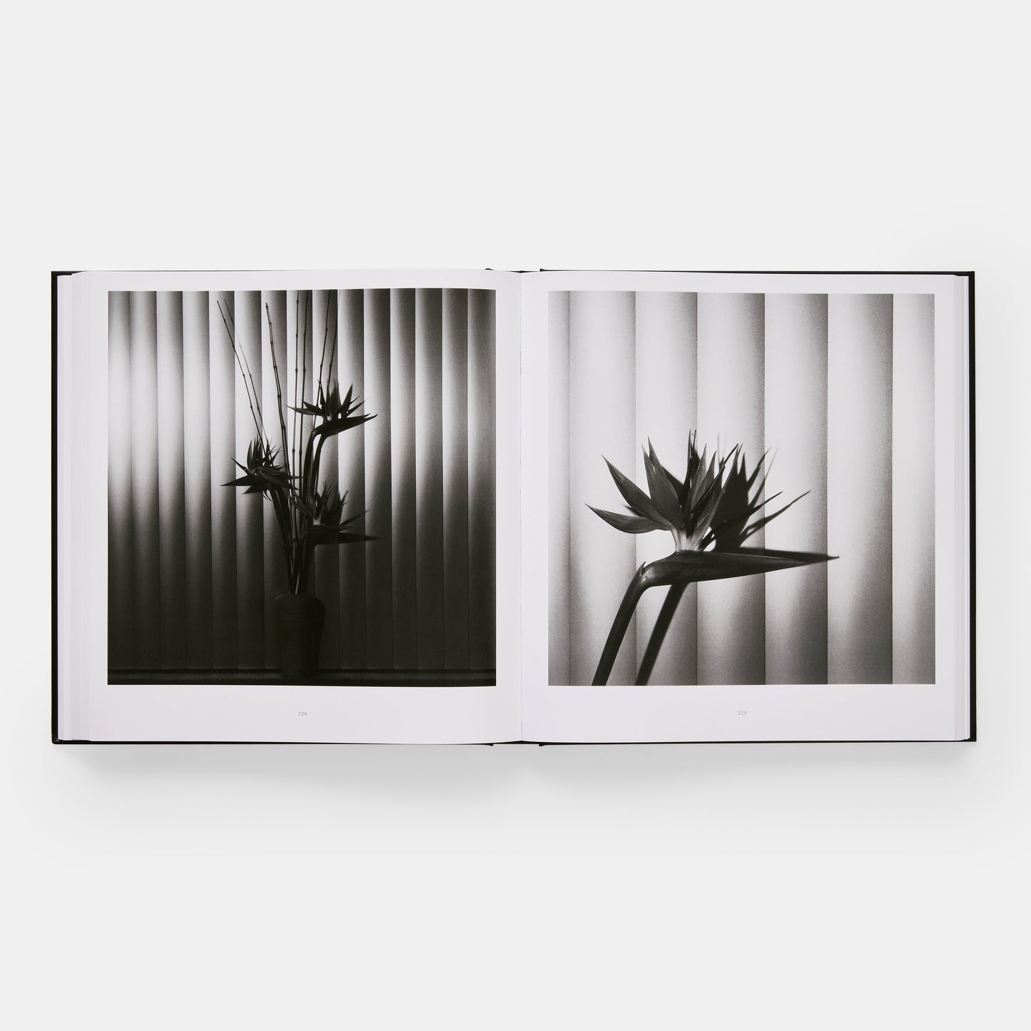 Mapplethorpe Flora: Las flores completas