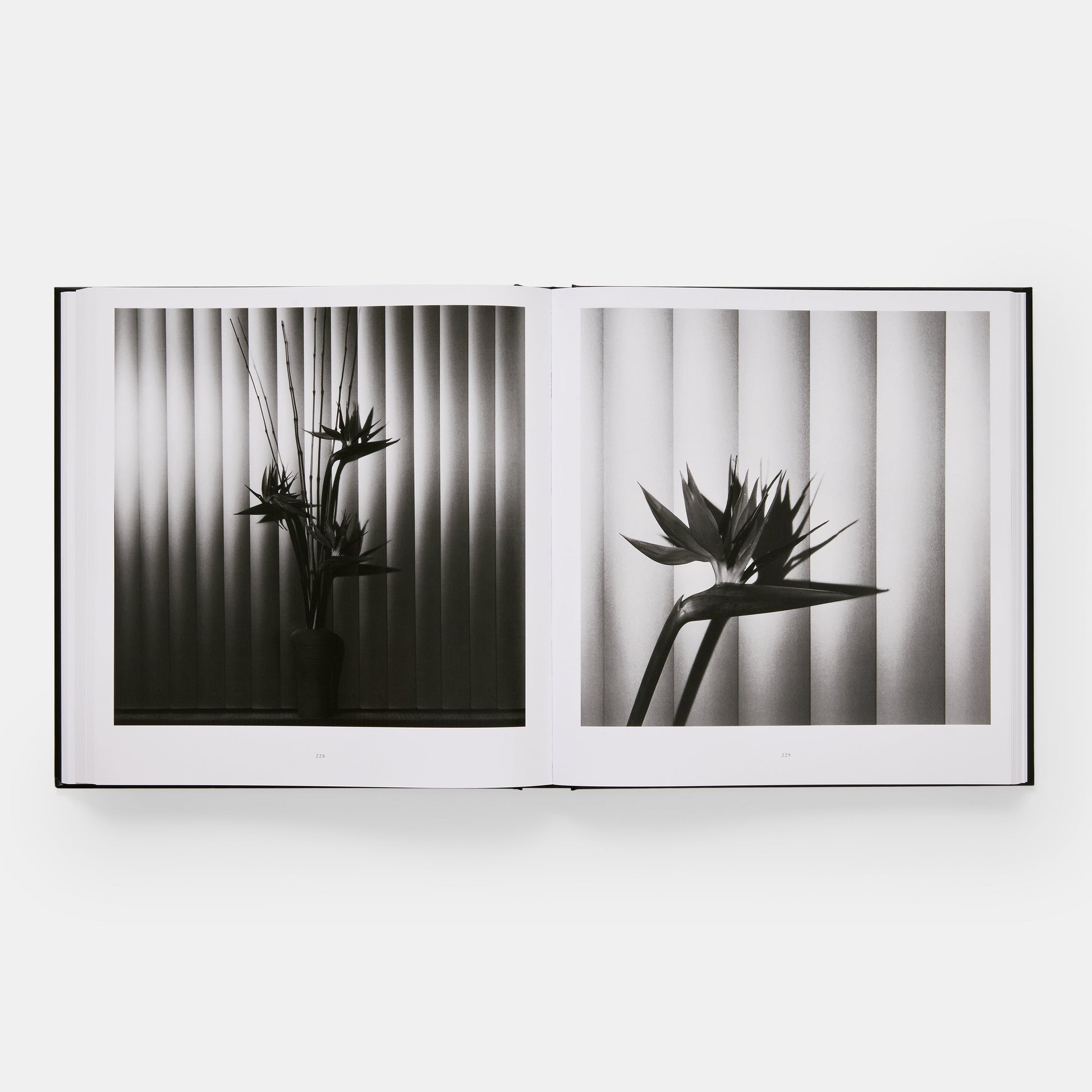 Mapplethorpe Flora: Las flores completas