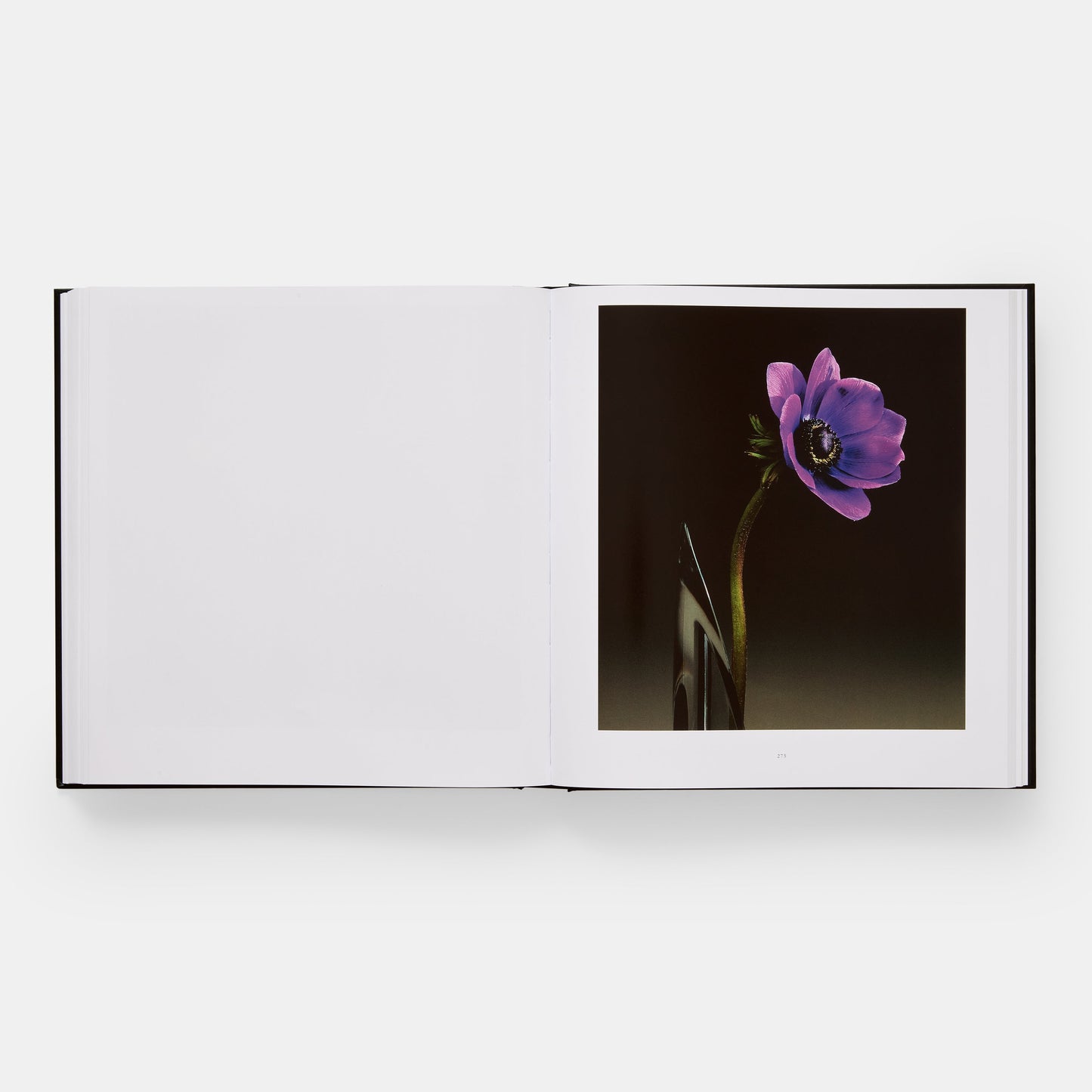 Mapplethorpe Flora: Las flores completas