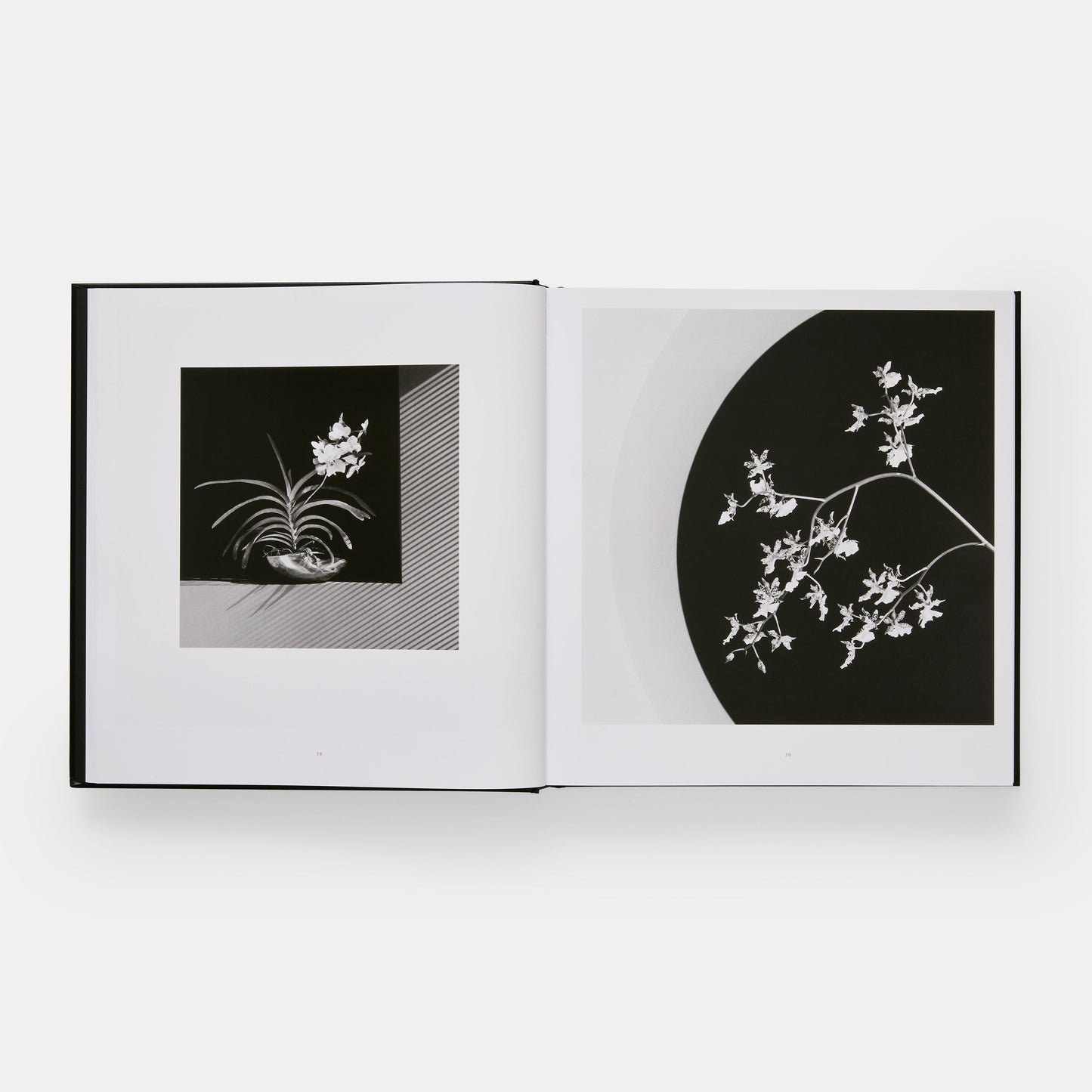 Mapplethorpe Flora: Las flores completas