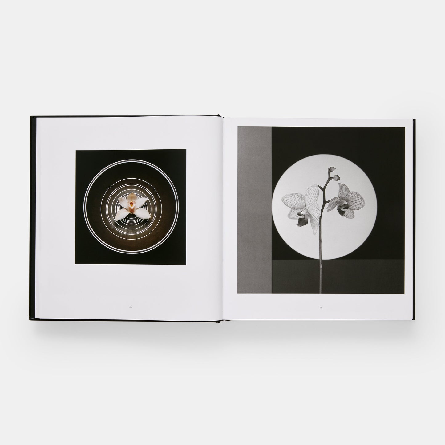 Mapplethorpe Flora: Las flores completas