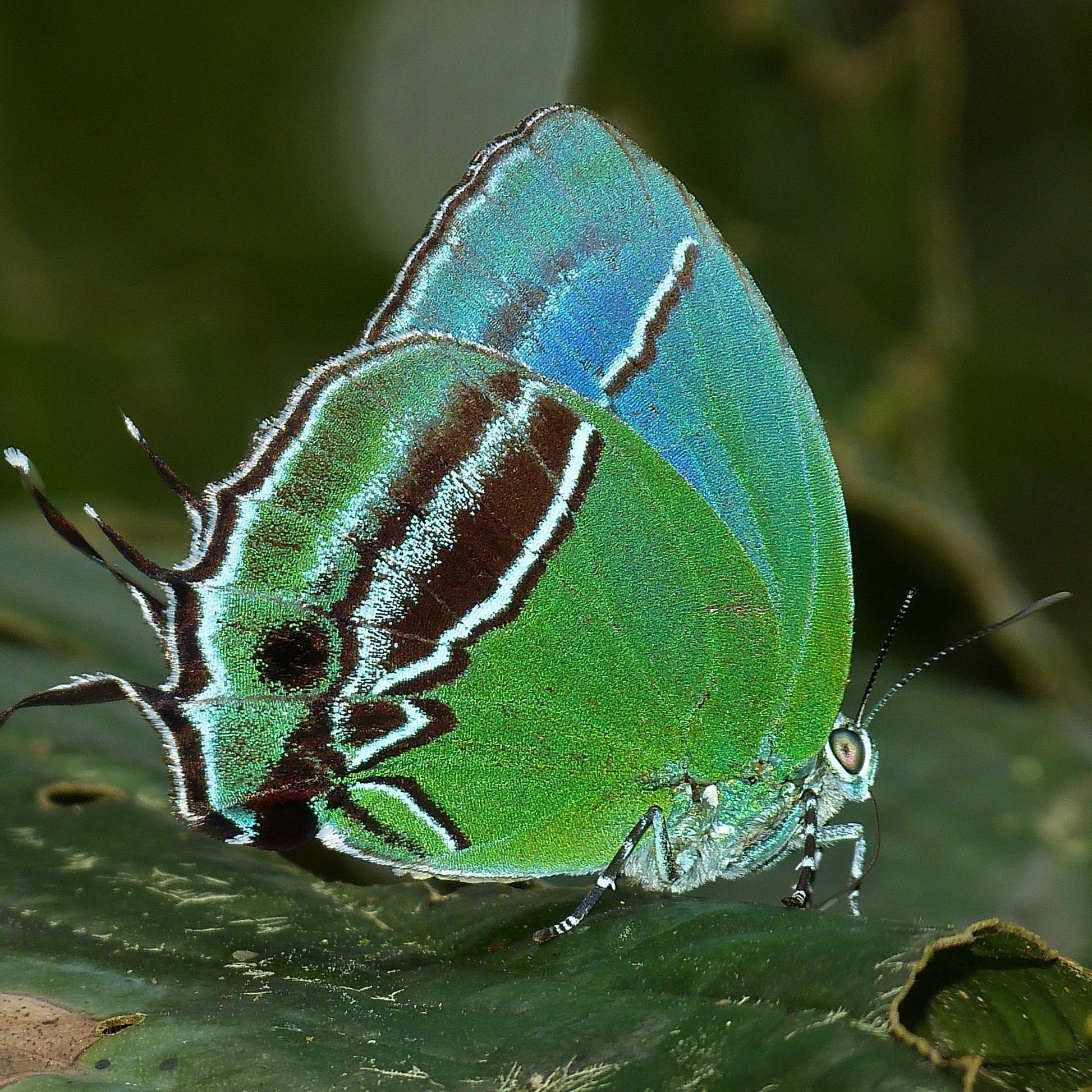 Colombia, país de Mariposas-Weaving The Planet & Villegas Editores-Libros