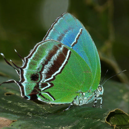 Colombia, país de Mariposas-Weaving The Planet & Villegas Editores-Libros
