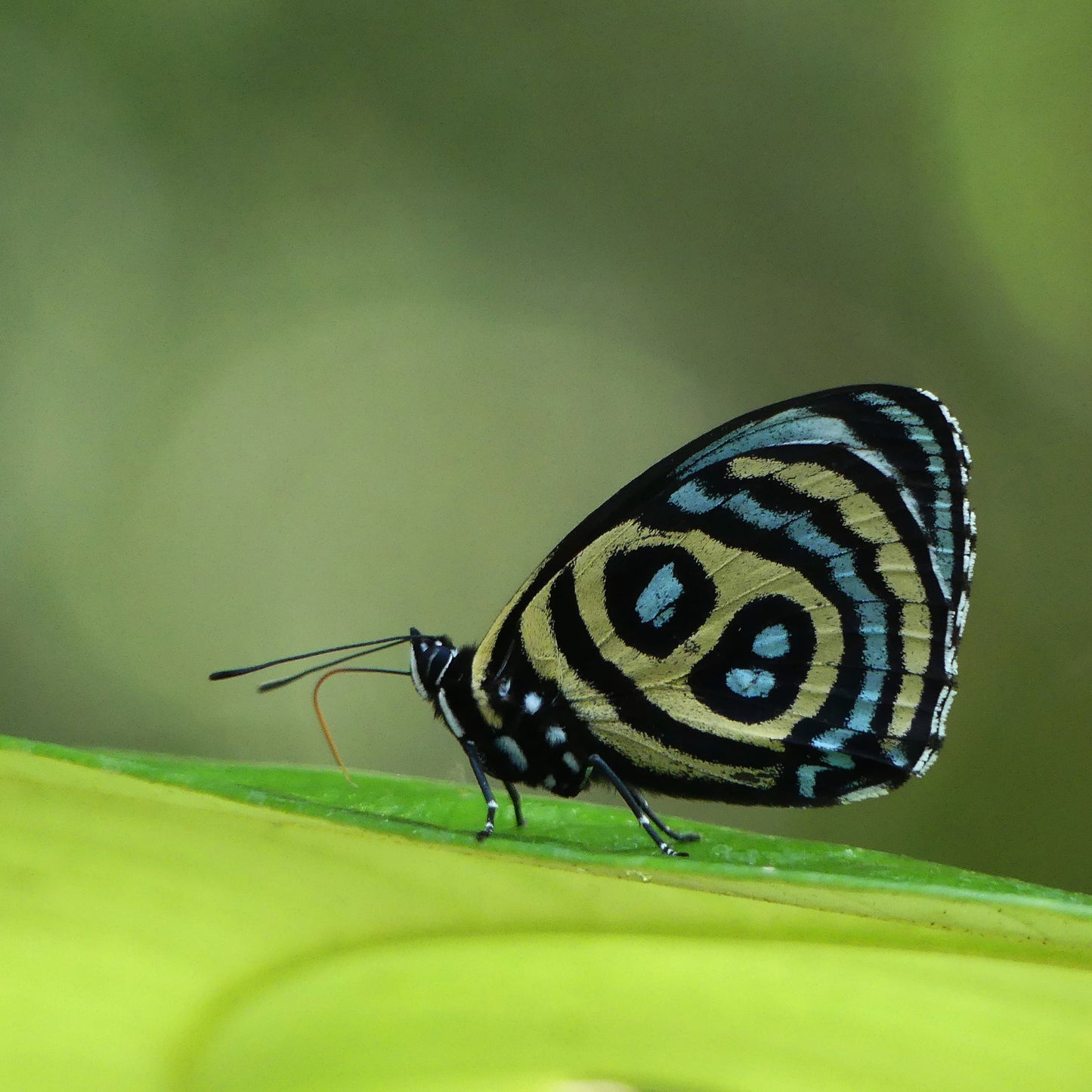Colombia, país de Mariposas-Weaving The Planet & Villegas Editores-Libros