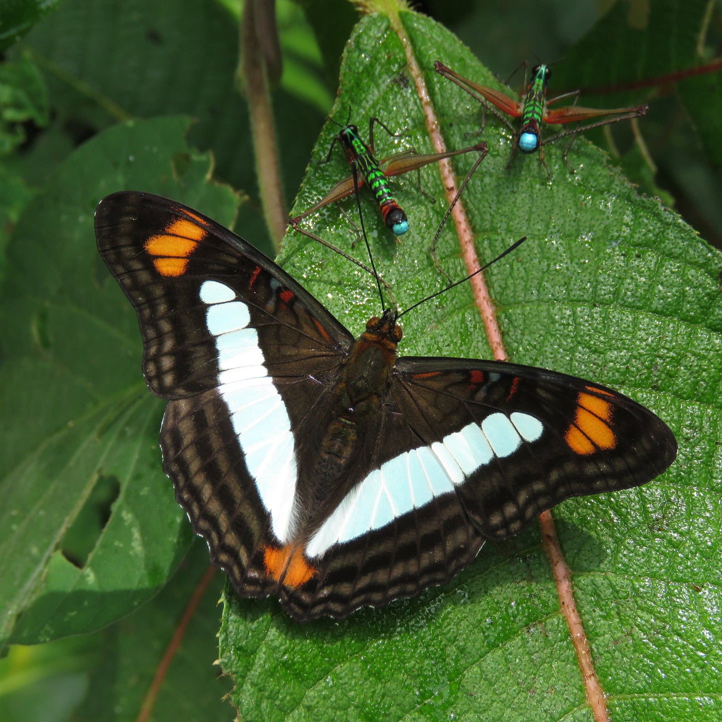 Colombia, país de Mariposas-Weaving The Planet & Villegas Editores-Libros