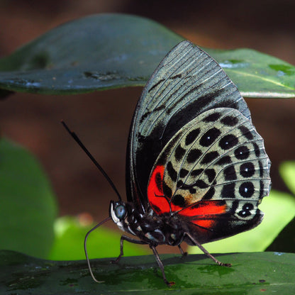Colombia, país de Mariposas-Weaving The Planet & Villegas Editores-Libros